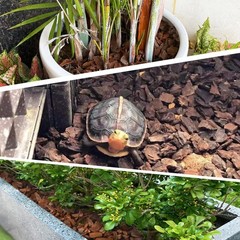 3 Quart Organic Orchid Bark for Potting-Natural Mulch 3qt, Medium