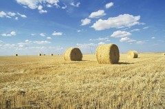 Kela Tipi Wheat Straw 100% Natural Soft Dry Straw Bale Grass Cover Garden Mulch