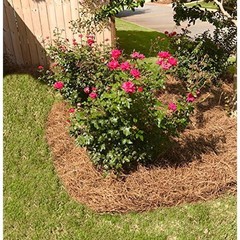 Organic Pine Needle Mulch Weed Control Moisture Retention Landscape Application