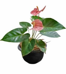 250g Coconut Husk Fiber Orchids Flowers Anthurium