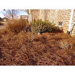 Organic Pine Needle Mulch Weed Control Moisture Retention Landscape Application