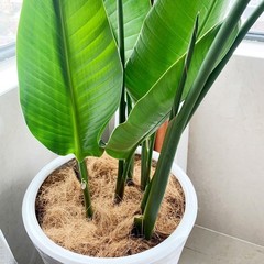 Natural Organic Coconut Husk Silk, Pure Shell Fiber Orchid Brown