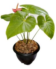 500g Coconut Husk Chips Fiber Orchids Flowers, Anthurium