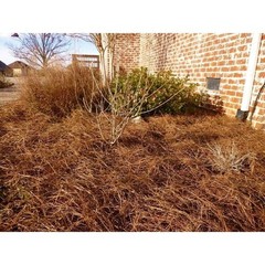 Organic Pine Straw Mulch Weed Control Soil Moisture Retention Garden Landscaping