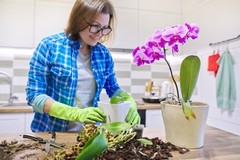 Sun Bulb 5011 Better-Gro Phalaenopsis Mix, 8 Quarts