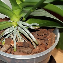 Omitgoter Orchid Bark 1qt, Natural Pine Mulch for