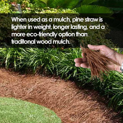 Long Leaf Pine Straw Bale for Mulch, Soil Amendment and Fall Decoration, 24.5″