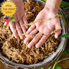 (22325) Orchid Sphagnum Moss Dried Natural 1 Pound Mini Bale