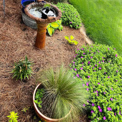 Covers up 125 Sq. Ft. Natural Longleaf Pine Needle Mulch Straw Roll for Landscap