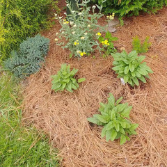 Covers up 125 Sq. Ft. Natural Longleaf Pine Needle Mulch Straw Roll for Landscap