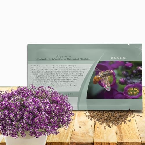 Oriental Nights Alyssum Seeds – 5000 Pcs Annual, Drought-Tolerant & 5000 Seeds