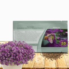 Oriental Nights Alyssum Seeds – 5000 Pcs Annual, Drought-Tolerant & 5000 Seeds