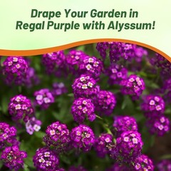 Oriental Nights Alyssum Seeds – 5000 Pcs Annual, Drought-Tolerant & 5000 Seeds
