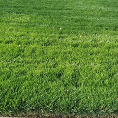 Top Dress Seedling Cover and Growth Accelerator, 45 Lb Bags, 4 Pack
