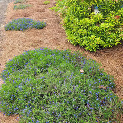Covers up 125 Sq. Ft. Natural Longleaf Pine Needle Mulch Straw Roll for Landscap