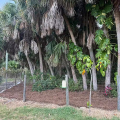 Covers up 125 Sq. Ft. Natural Longleaf Pine Needle Mulch Straw Roll for Landscap