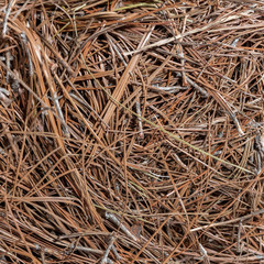 Long Leaf Pine Straw Bale for Mulch, Soil Amendment and Fall Decoration, 24.5″