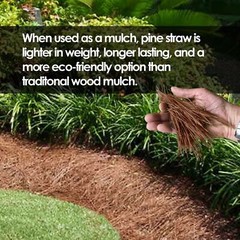 Garden Elements Long Leaf Pine Straw Bale For Mulch, Soil Amendment, 12.5 Pounds