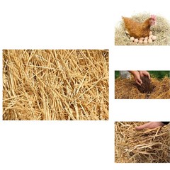 Kela Tipi Wheat Straw 100% Natural Soft Dry Straw Bale Grass Cover Garden Mulch
