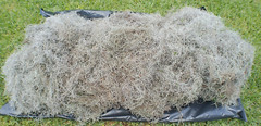 10 Pounds Fresh Louisiana Swamp LIVE SPANISH MOSS. Great For Mulch