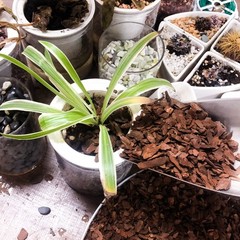 29qt Organic Orchid Potting Bark -Natural Mulch for Potted 29qt, Small