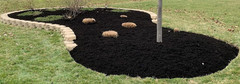 Mulch Dye Midnight Black Quart, Petra Max Mulch Paint Concentrate for Pump Spray