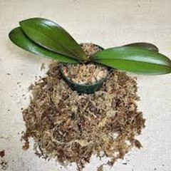 Sphagnum Orchid Grow Moss Organic Natural Premium grade 350 cu.in. FAST SHIP