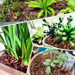 3qt Organic Orchid Potting Bark -Natural Mulch for Potted Plants, 3qt, Small