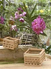 Sun Bulb 52720 Better GRO Square Cedar Basket 8