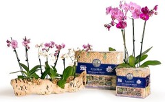 (22325) Orchid Sphagnum Moss Dried Natural 1 Pound Mini Bale
