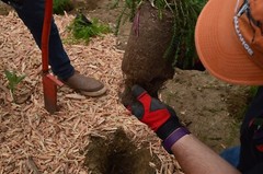 Mulch Natural