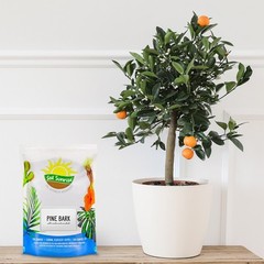 100% Natural Pine Bark Mulch Nuggets for Indoor/Outdoor Container Garden