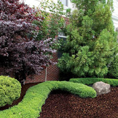 Bed of Premium Brown True Mulch along a hedge
