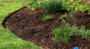 How Often Should Mulch Be Replaced in Clinton Climate?