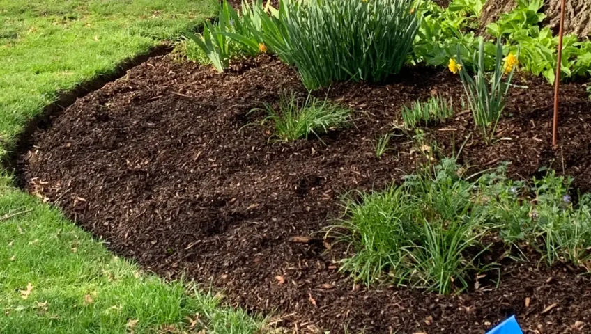 How Often Should Mulch Be Replaced in Clinton Climate?
